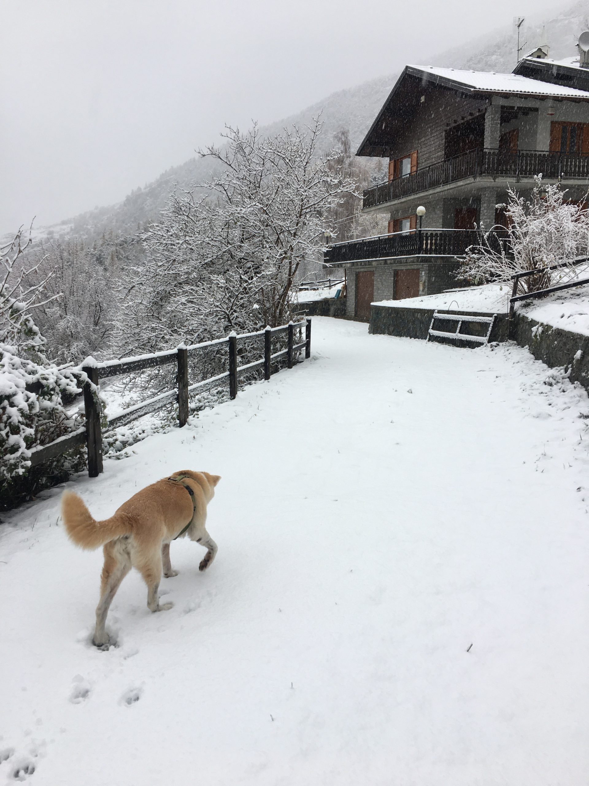 Sami si gode la neve